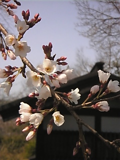 c0069552_8405148.jpg