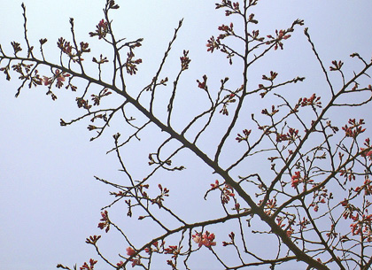 a0001354_17363146.jpg