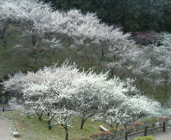 f0018790_115235100.jpg