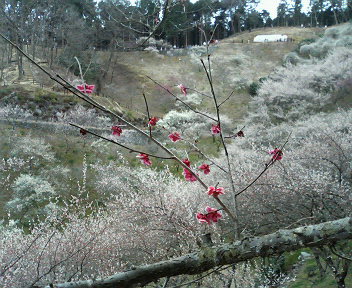 f0018790_1153555.jpg
