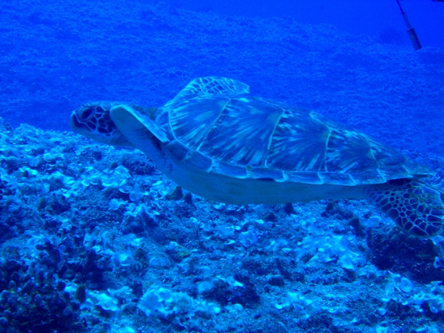 f0129607_644513.jpg