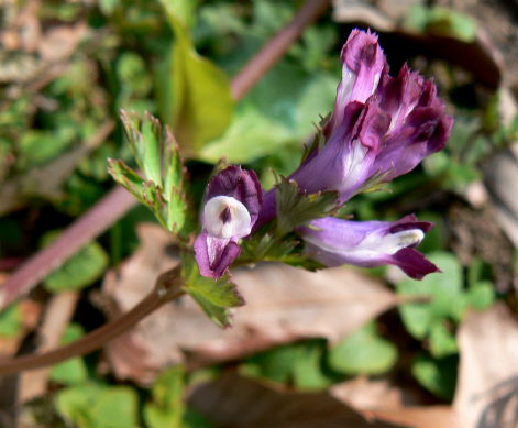 d0091754_1751119.jpg