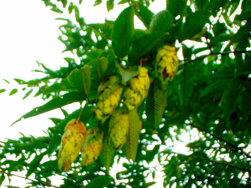 d0091754_2125719.jpg