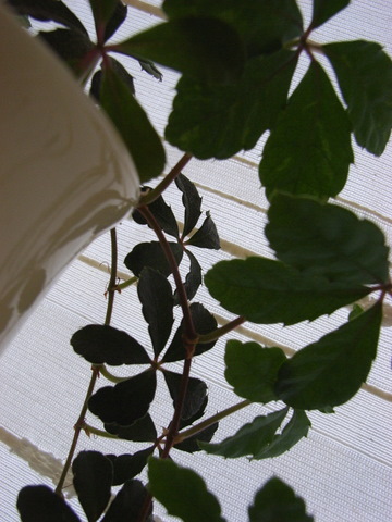 a0043982_2172997.jpg