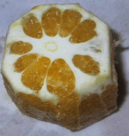 a0006605_21532692.gif