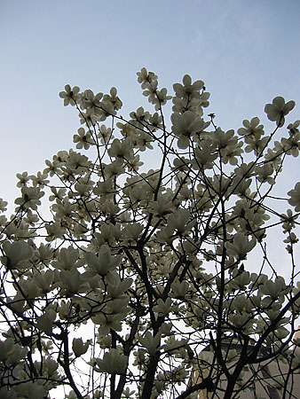 a0041508_0342654.jpg