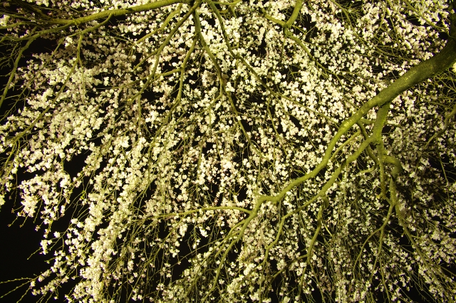 f0040525_2324060.jpg