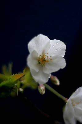f0042548_2314015.jpg