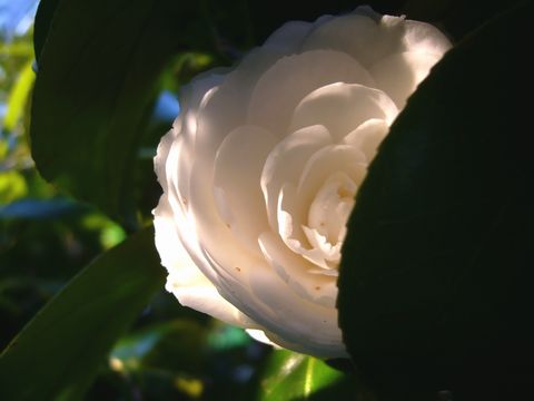 b0015260_22104290.jpg