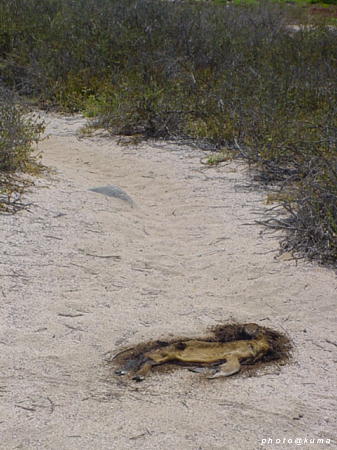 f0050468_11391037.jpg