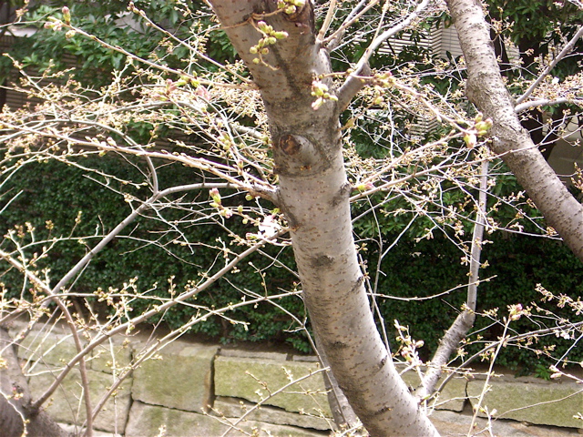 e0018777_219497.jpg