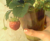 e0025497_0395479.jpg