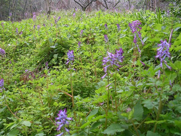 d0090298_215989.jpg