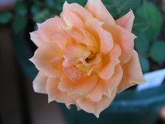 b0031925_16103849.jpg