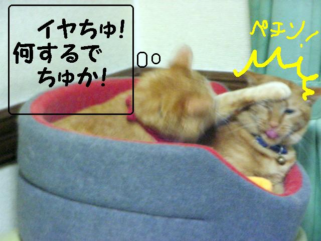 d0081025_21112696.jpg