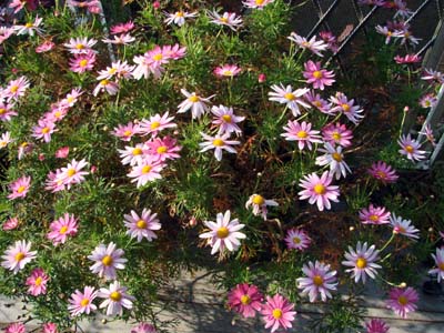 e0008586_821890.jpg