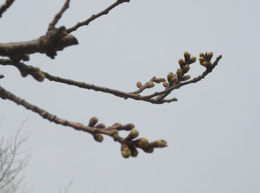 c0096393_17375782.jpg
