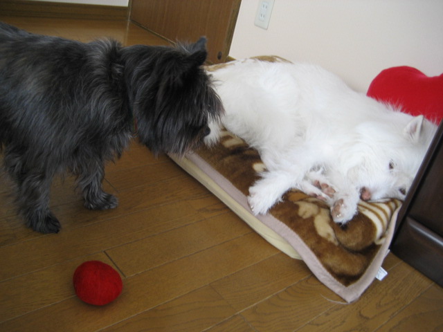 d0009101_19374830.jpg
