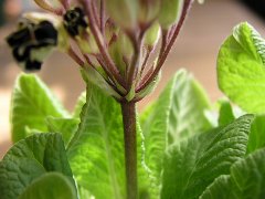 b0031925_12364246.jpg