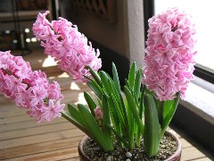 b0031925_12533059.jpg