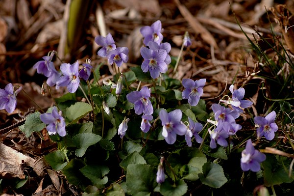c0027027_16284389.jpg
