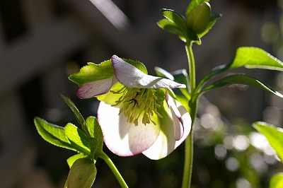 c0093830_16501367.jpg