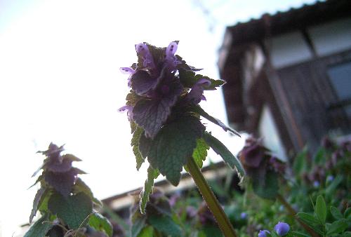 c0072843_1831369.jpg