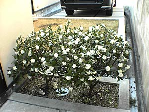 c0051759_21324096.jpg