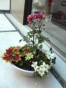 c0051759_21385276.jpg