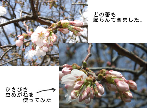 a0064067_14113439.jpg
