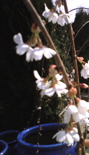 a0018572_12302565.jpg