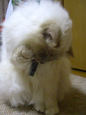 a0045697_22145631.jpg