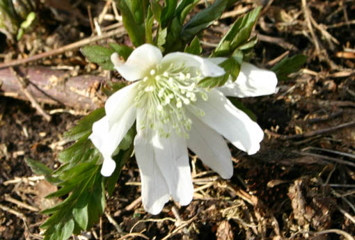 e0054299_15551517.jpg