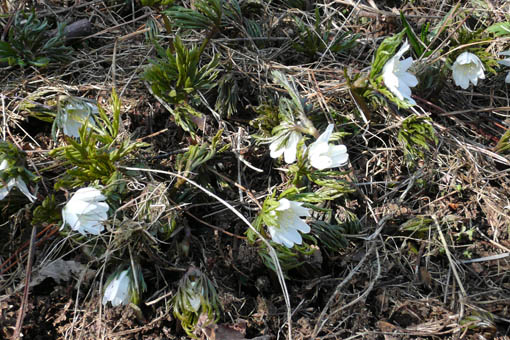 e0054299_1555518.jpg