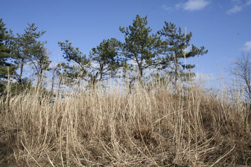e0054299_1665223.jpg