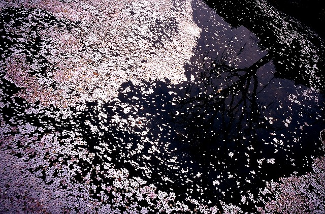 c0082800_1550944.jpg
