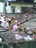 d0090001_2059482.jpg