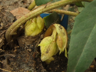 f0041606_2051763.jpg