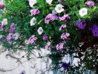 d0020620_2059887.jpg
