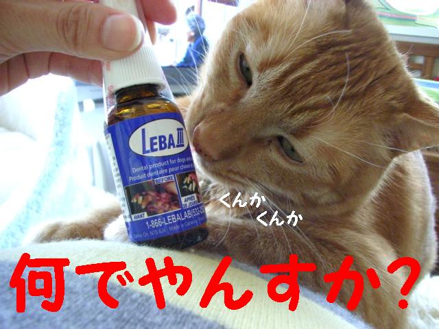 d0081025_20101643.jpg