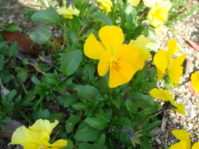c0100534_835273.jpg