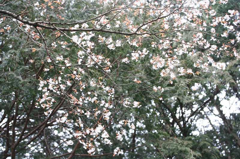 e0024081_1720670.jpg