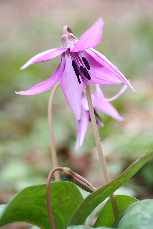 e0024081_17222912.jpg