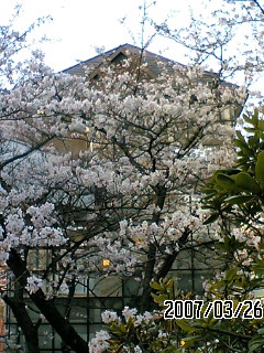 a0056686_9354294.jpg