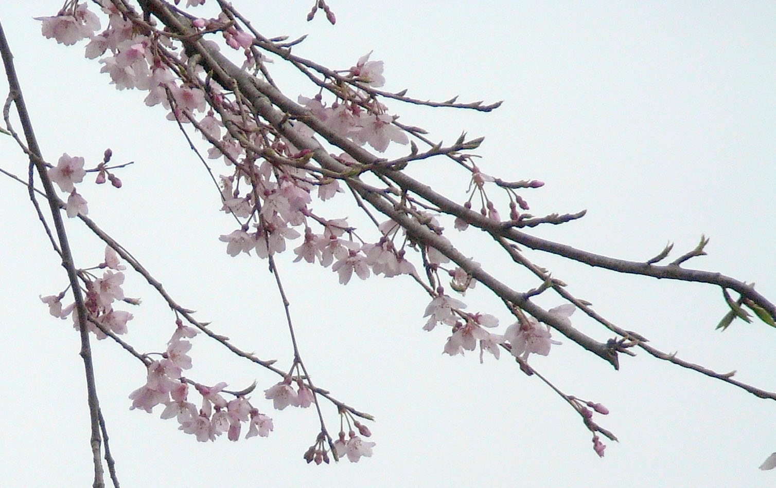 c0096393_2321362.jpg
