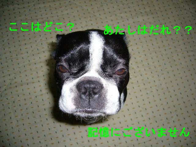 d0070702_021309.jpg