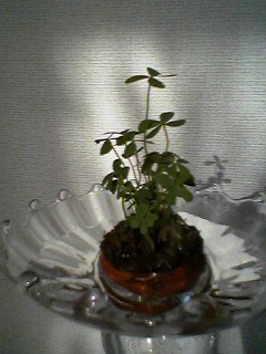 f0049813_9222786.jpg