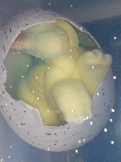 e0026017_23393561.jpg