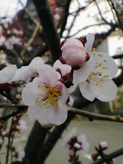 c0020526_1965881.jpg