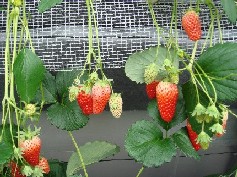 e0066139_2125779.jpg